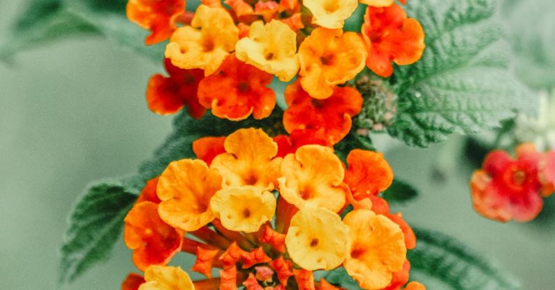 Plant-based Beauty - Lantana flowers in bloom